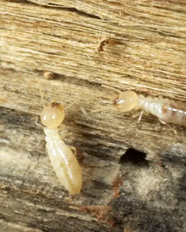 Termites Eating Wood