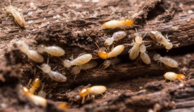 Termites Facts And Myths