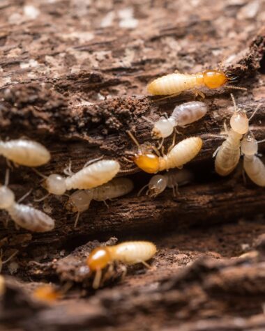 Termites Facts And Myths