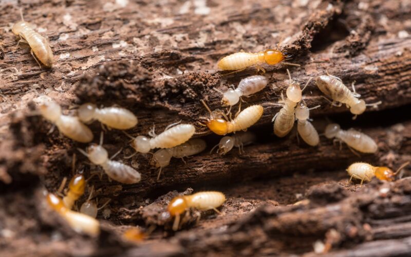 Termites Facts And Myths