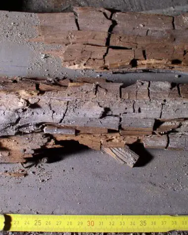 Wood Decaying Fungi