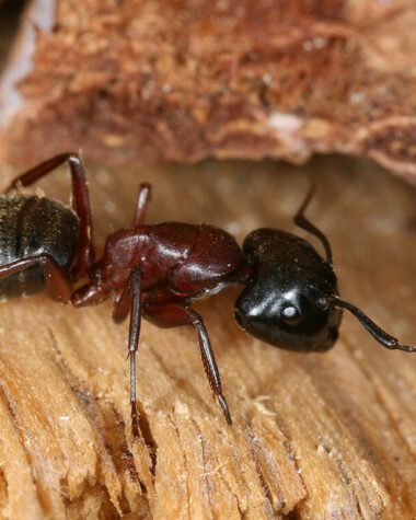 Wood Destroying Insects