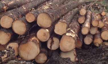 Spruce Wood
