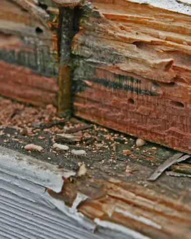 Wood Infestation Inspection