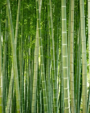 Bamboo