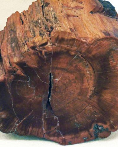 Petrified Wood