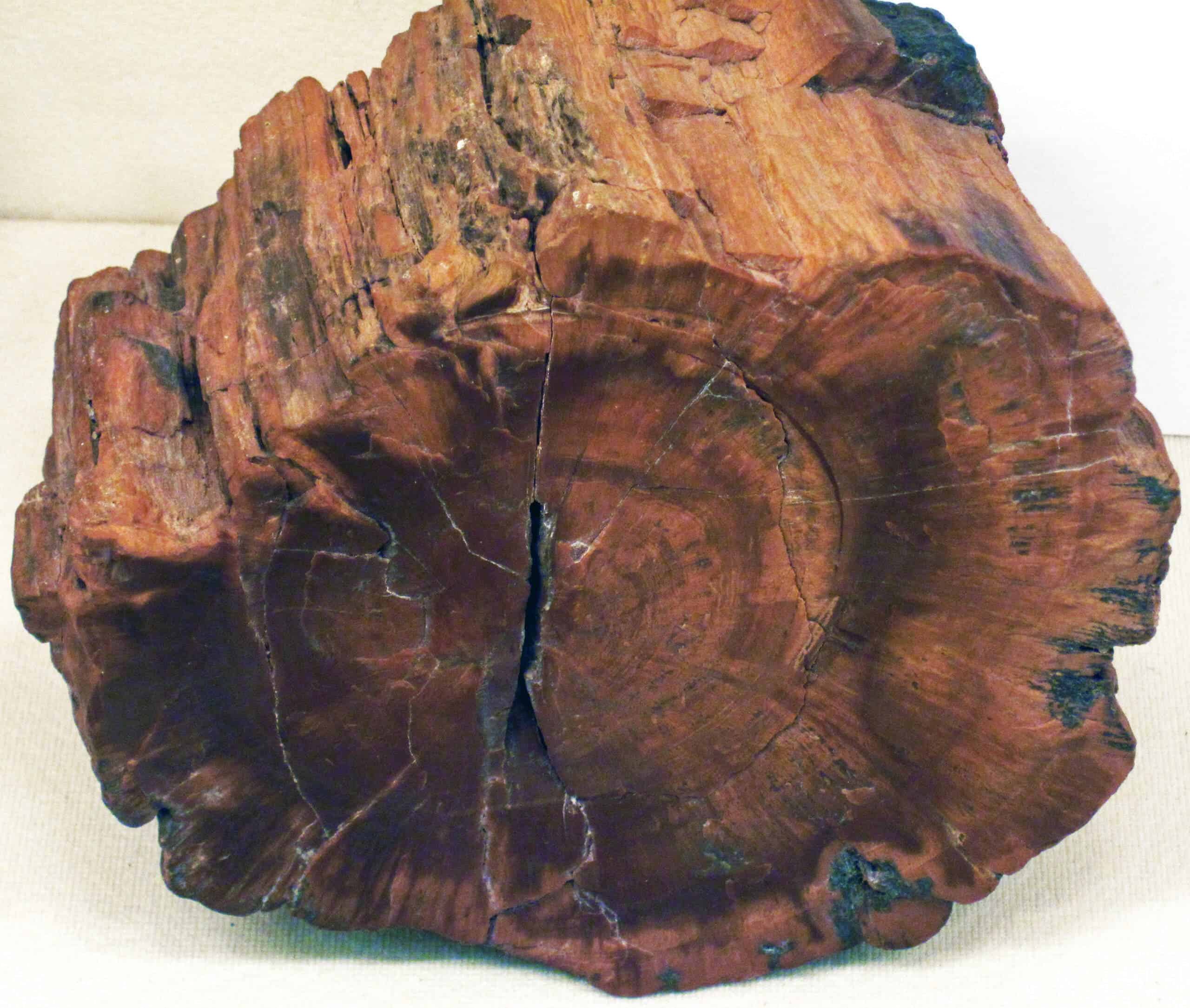 How Does Petrified Wood Form Explained Cut The Wood